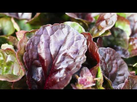 Video: Ajuga Ot Kontrolü - Bugleweed Bitkilerinden Kurtulmak İçin İpuçları