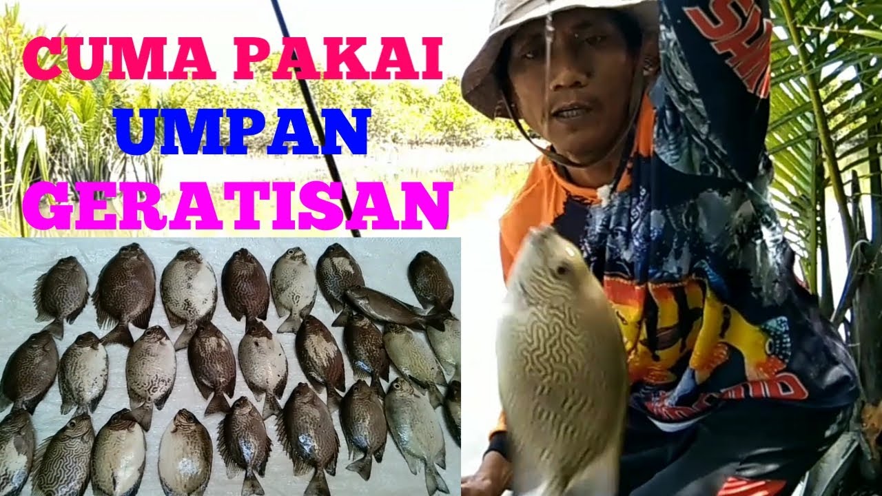 MANCING IKAN BARONANG DI MUARA PAKAI UMPAN LUMUT HASILNYA BABON BABON