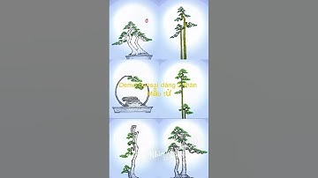 Hành trình 20 năm chơi cây bonsai   #bonsai #bonsaitihon #bonsaitree #keocatcanh