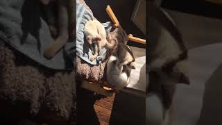 Elinga Tonkinese Cattery - teenage kittens are sunbathing by 🍀lt 🏖 35 views 6 years ago 1 minute, 59 seconds