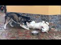 😍САМЫЙ СМЕШНОЙ ЖЕНИХ СИБИРСКОЙ ХАСКИ. Cool fun Siberian Huskies.