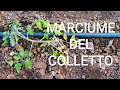 Marciume del Colletto una pianta di Pomodoro non ha superato il Natale