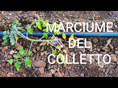 Video: Marciume Radicale Del Pomodoro