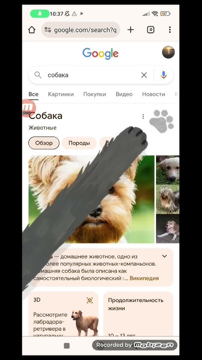 СОБАЧИИ ЛАПКИ🥰 - YouTube