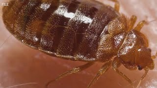 Case of bedbugs creating big concern at Kinston senior living facility