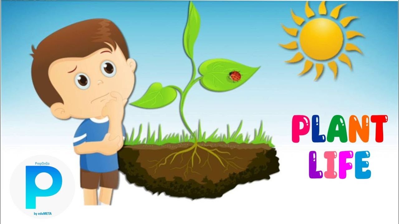 Class 2nd EVS Plant Life YouTube Class 2nd evs plant life youtube