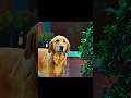 “The Saddest Dog Movie Ever?” | The Art of Racing in the Rain | Friendships#shorts #sad #viral