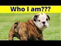 Can You Name These 12 Dog Breeds ???