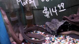 freshwater moray eels for sale