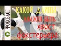 Фоксблог Какой длины должен быть хвост у фокстерьера