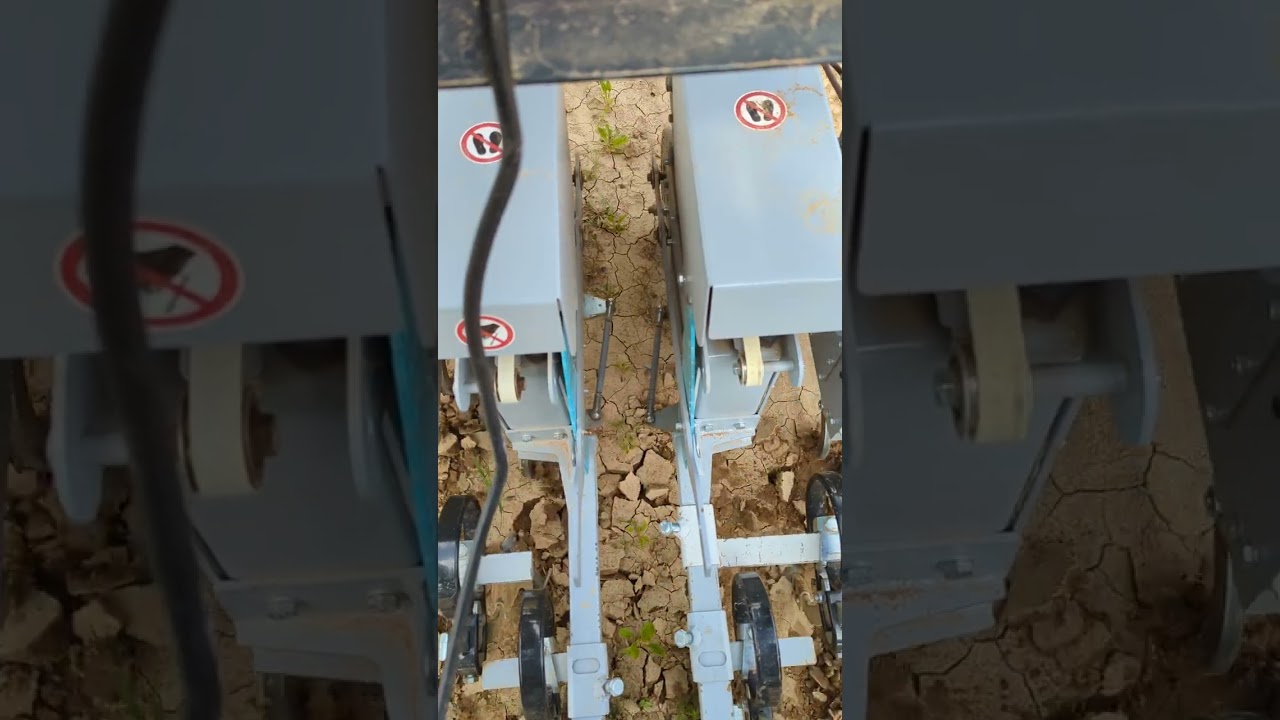 Hacken von Biozuckerrüben (min. 4 Laubblätter) - stark verkrusteter Boden nach Starkregen