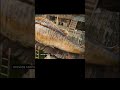 بتعمل زلزال مع كل خطوه   فيلم   قصص 