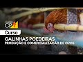 Galinhas Poedeiras - Produção e Comercialização de Ovos l Cursos CPT