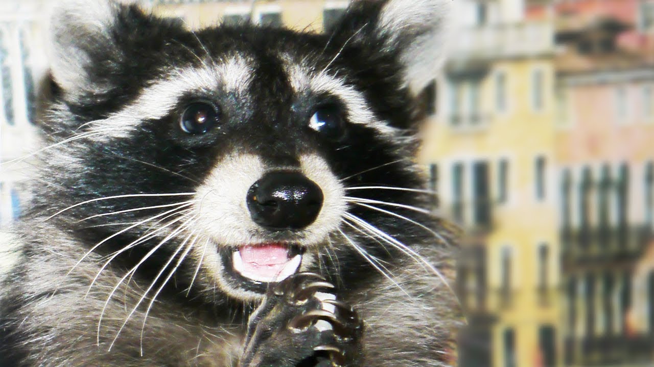 Как не ожиданно и приятно!) Пламенный привет от енотика