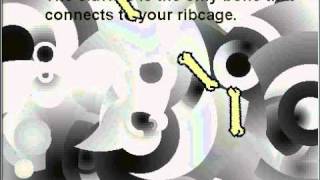 Bones In Your Body By Nick O