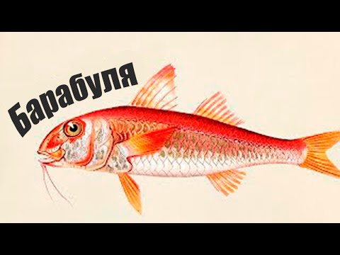 Почему Барабулька царь рыба Где поймать и что в ней особенного