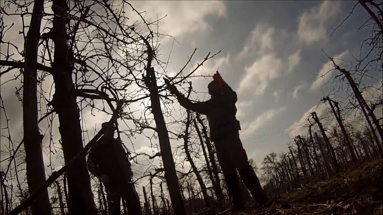 Wiosenne prace sadownicze 2015 - VITOMA