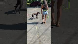 She Loved This Hands Free Dog Leash So Much I Had To Let Her Keep It