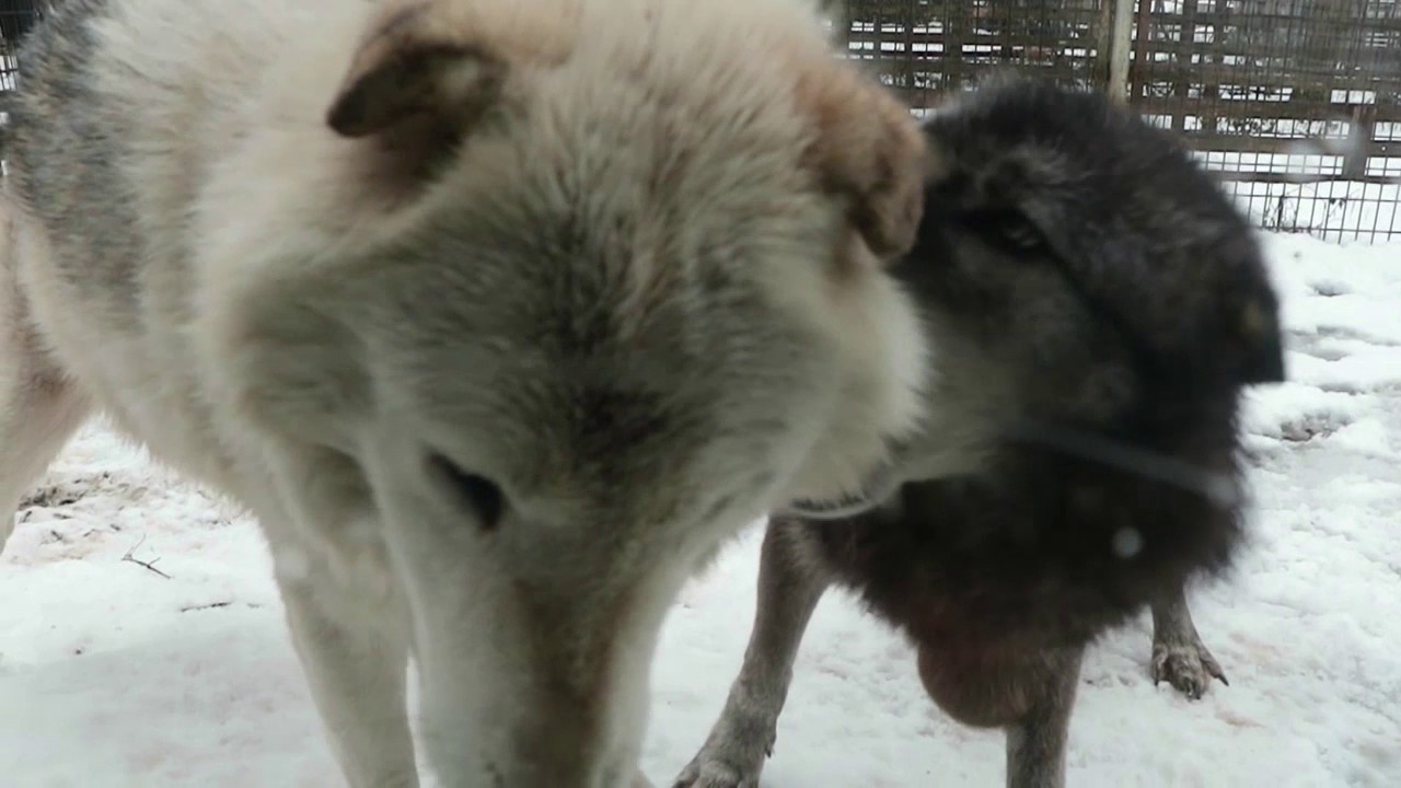 さすけとメリー