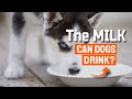 ¿Can DOGS Drink MILK? 🐶🥛This is the truth