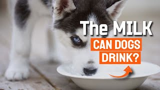 ¿Can DOGS Drink MILK? 🐶🥛This is the truth