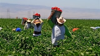 STUDY: Undocumented Immigrants Pay Higher Tax Rate Than Top 1%