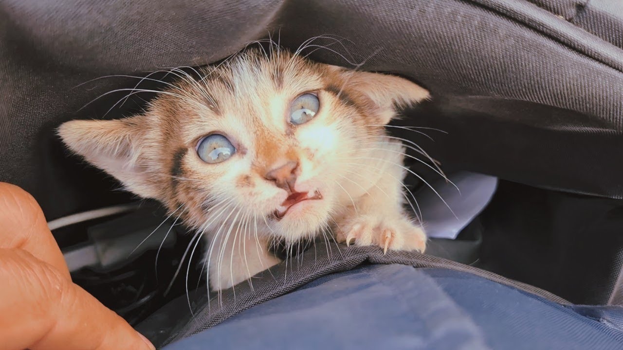 Кошка по имени Мио: история спасения и искупления с улиц