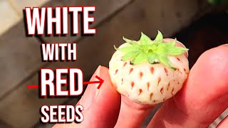 PINEBERRY - Does This White Strawberry Taste like Pineapple?