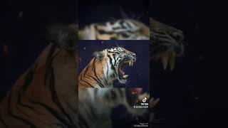 As raras obras de arte de tigres (parte 10) (final) #tiger #animals