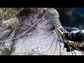 Diving for Lobsters – Harvesting 100 KG of Seafood Underwater
