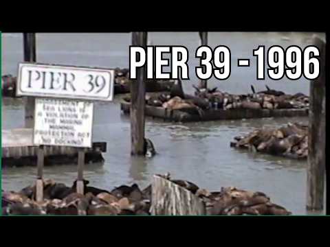 This is What Pier 39 Looked Like in 1996 (Rare Vintage Footage)