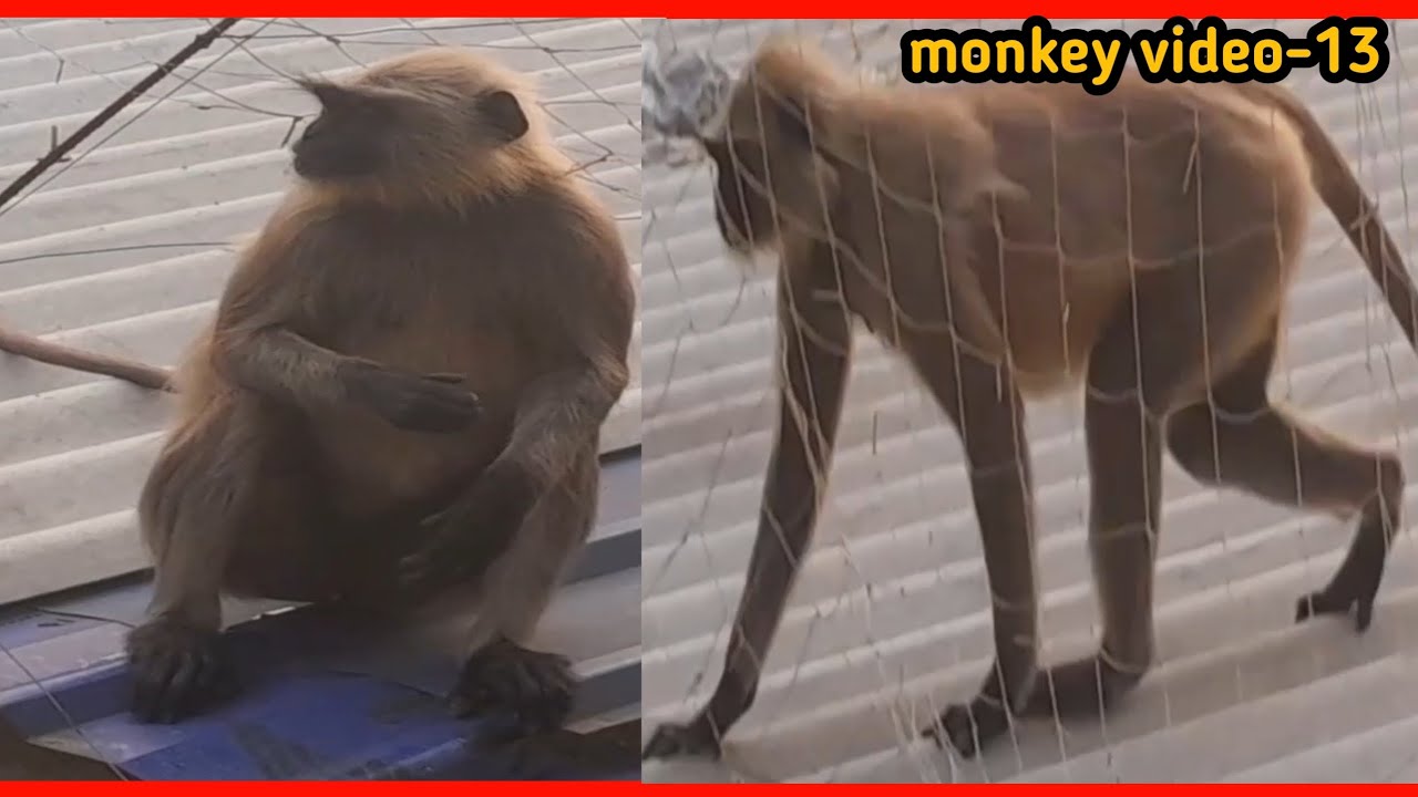 funny monkey antics |monkey video🤪🙊🐵