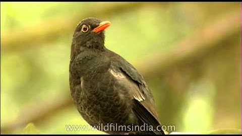 Grey-winged Blackbird in the Himalaya