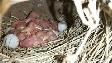 Silver Java and Opal Java Breeding Colony and Breeding Progress in Urdu/Hindi.