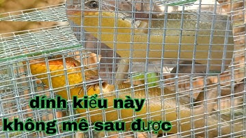 Tôi bắt được nhiều rắn mối trong ngày bằng cách này