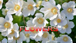 beautiful flowers cinematic video HD Flowers Garden BY RELAXING Music CHANNEL screenshot 5