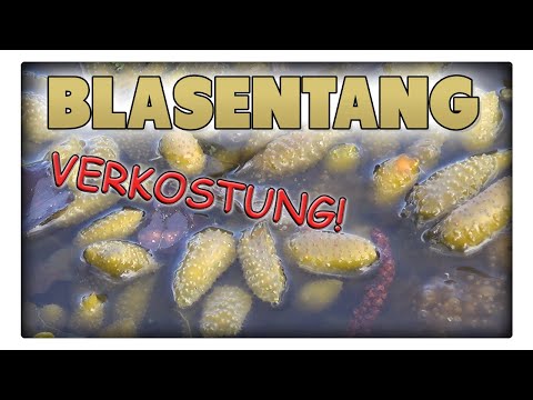 Video: Wofür ist Blasentang gut?