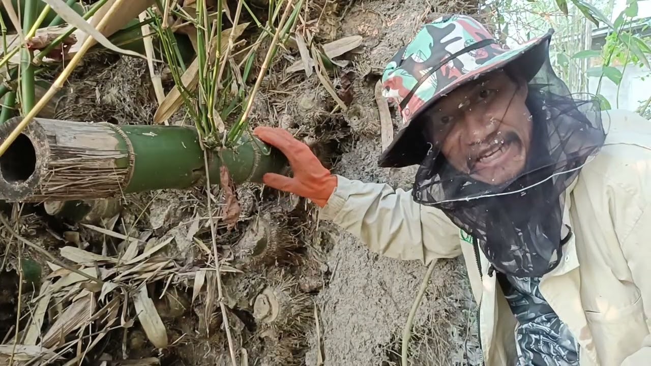 มาดู! ตัดไผ่บ้องใหญ่ด้วยเลื่อยไฟฟ้า 6 นิ้ว Decker จะตัดได้ไหม