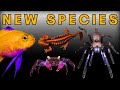 Discovered in the Pet Trade - 20 Species We Kept as Pets Before They Were Described