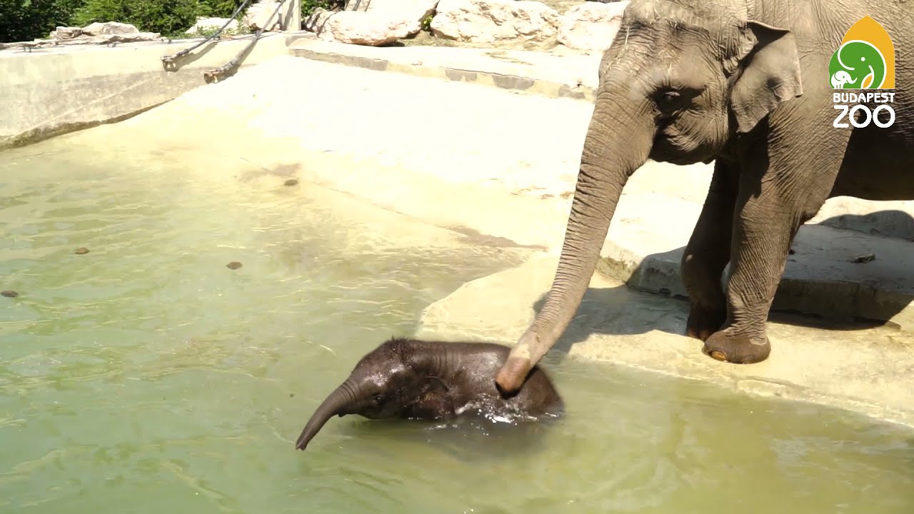 Imádja a pancsolást Samu, a kiselefánt