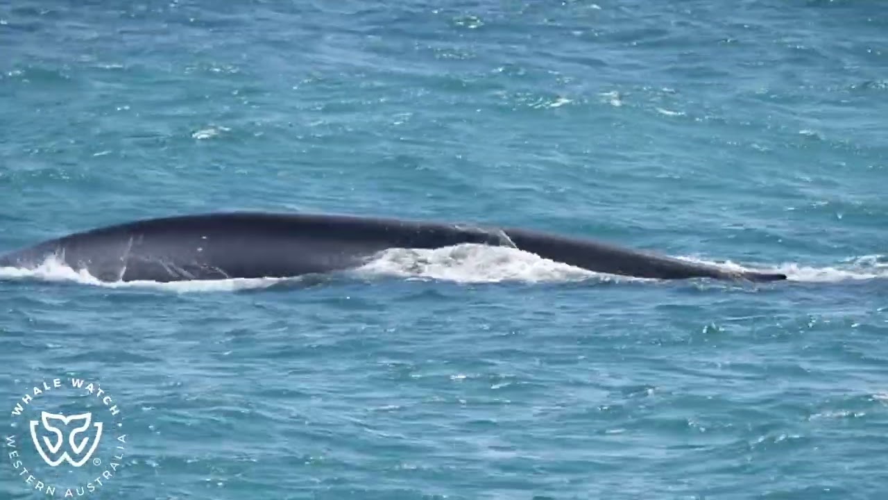 Blue Whale Watch 2 - 25/10/25