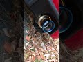 インプレッサ GH6 マフラーサウンド