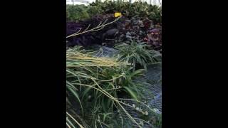 IMG 0607