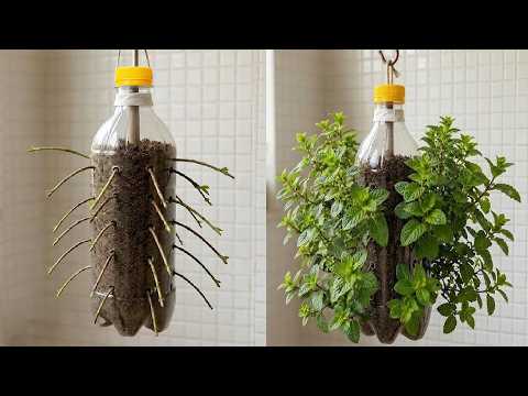 NOT EVEN YOUR GRANDMA KNEW THIS - Simple plastic bottle trick to grow mint all year round