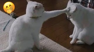 The Most Funny Cats  To Make Your Day Bright | Funny Cats Life