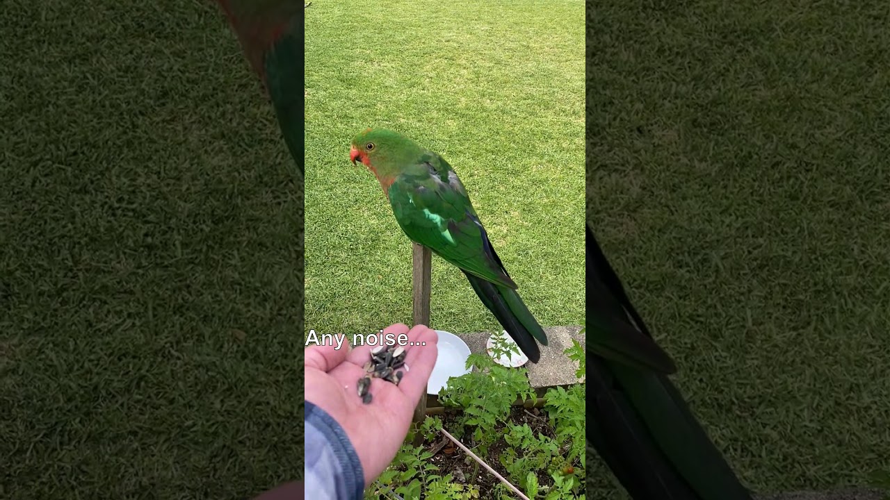Unlock Trust: Hand-Feeding Wild Birds in 4 Easy Steps! ✋ 🦜 😄 