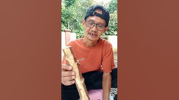 CARA MENANAM TANAMAN SINGKONG UNTUK DIAMBIL DAUNNYA SAJA#cara#menanam#tanaman#singkong#daun