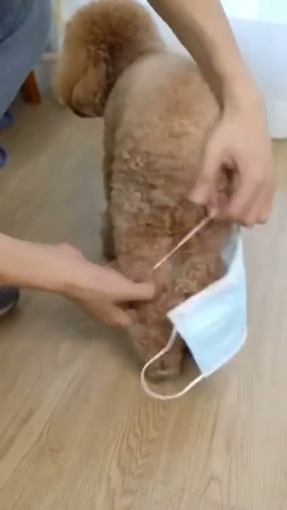 dica boa: menstruação do cãozinho não e problema.