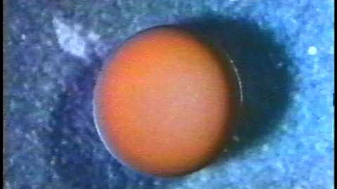 The Development of a Frog