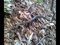 My shedding garter snake is lazy 
